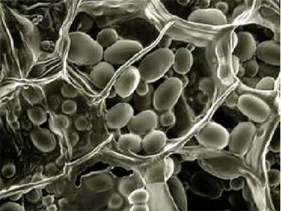 зерна крохмалю.png