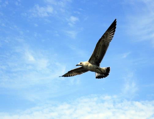 птах летить.jpeg