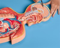 мозок людини.jpg