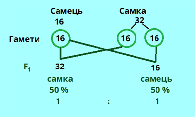 статеве розмноження4.png