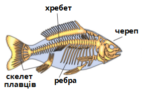 будова хребетних підписи.png