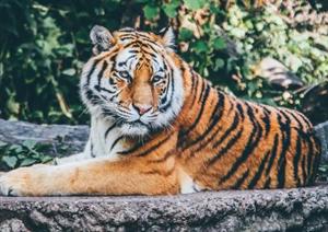 хижі котячі10.jpg