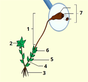 листостебловий мох_цифри7.png