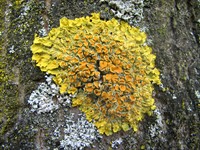 Xanthoria_parietina_(06_03_31).jpg