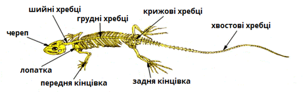 cкелет ящірки підписи.png