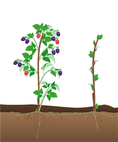 кореневі відводки.png