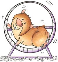 fb126c05b69cce0374e81543e4e4b951--cute-hamsters-hamster-wheel.jpg