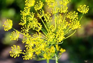 складний зонтик6.jpg