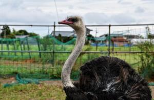 страус4.JPG