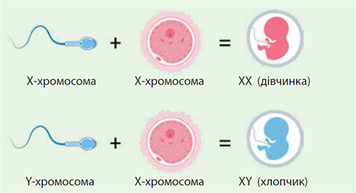 запліднення.png