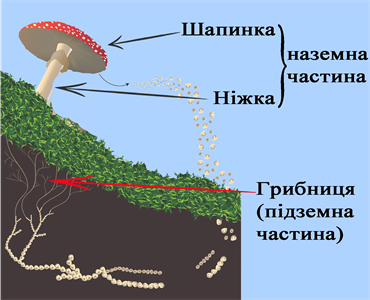 mushrooms-1402239_1280.png