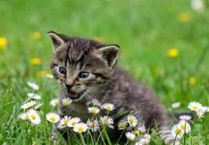 хижі котячі29.jpg