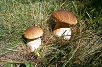 білий гриб.jpg