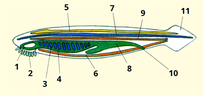 будова ланцетика цифри3.png