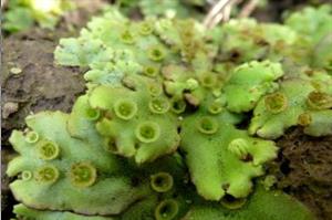 сланцевий мох1.jpg