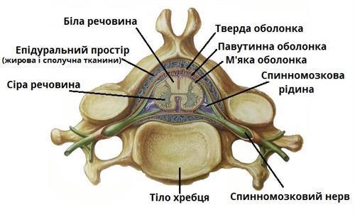 оболонки мозку.jpg