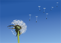 dandelion-5227938_1280.png