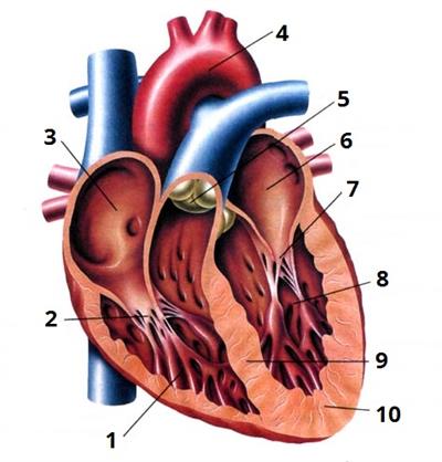 будова серця цифри3.jpg