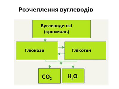 розчеплення вуглеводів.jpg