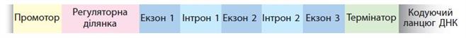 будова еукаріотичного гена.jpg