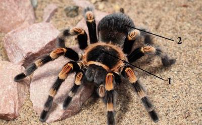 цифри павук3.jpg