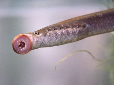 LAMPHREYS_lamprey.jpg