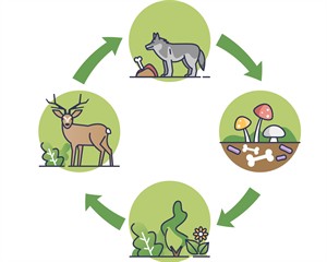 ланцюг живлення.jpg