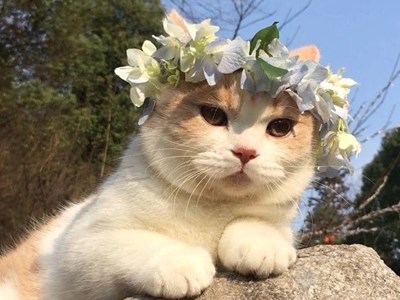 Анна Кедик