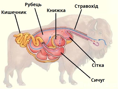 відділи шлунка.jpg