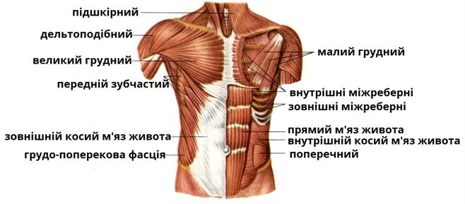 мязи тулуба підписи.jpg
