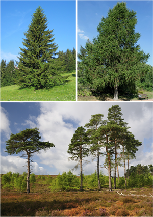 Ресурс 1ll3.png