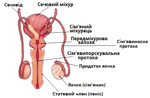 чоловіча2.jpg