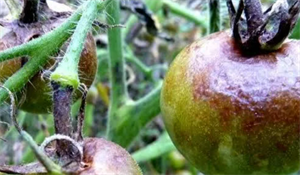 фітофтора.PNG