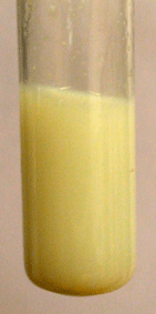 аргентум фосфат.png