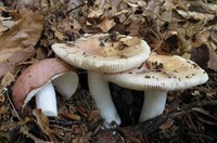 сироїж з сайту влісі.jpg