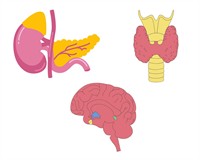 залози внутрішньої секреції.jpg