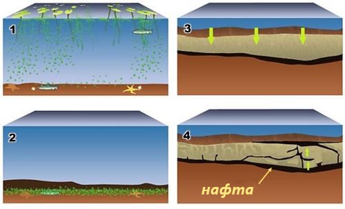 образование нефти.jpg