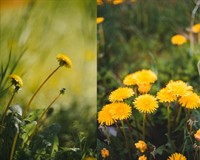 пагін кульбаба.jpg