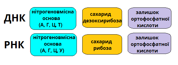 будова_нуклекислоти.png