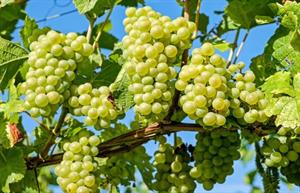 виноград2.jpg