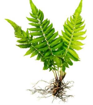 папороть з коренями.jpg