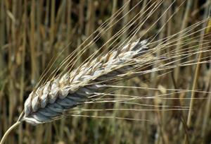 складний колос4.jpg