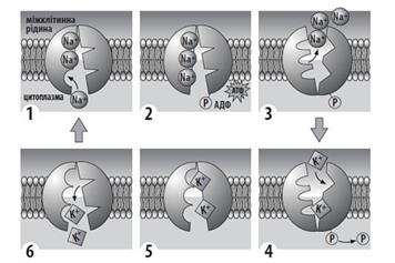 К-Н насос.jpg