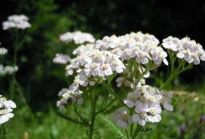 складний щиток5.jpg