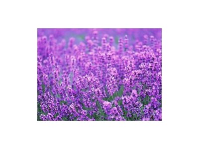 Альона Василівна Зарецька