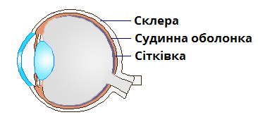 оболонки_ока.png