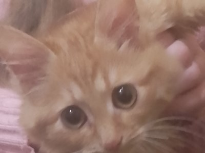 Софія Голоднікова