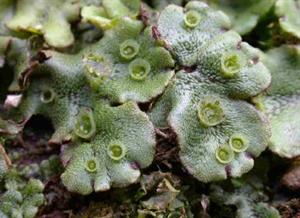 сланцевий мох3.jpg