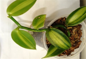 чергове листя3.png