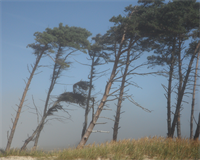 сильний вітер.png